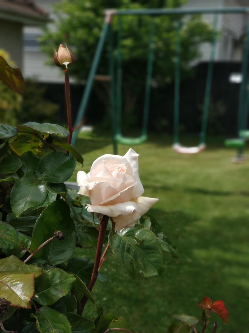 フェリー モーテル クライストチャーチ エクステリア 写真
